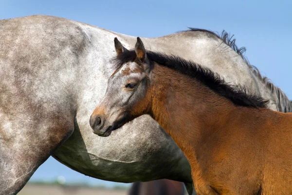 Colt with mare — Stock Photo, Image