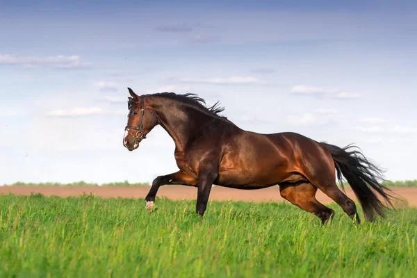 Bay horse run — Stock Photo, Image