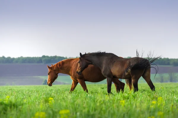 Caballos en pastos — Foto de Stock