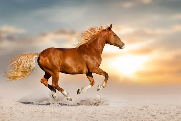 Horse run in desert — Stock Photo, Image