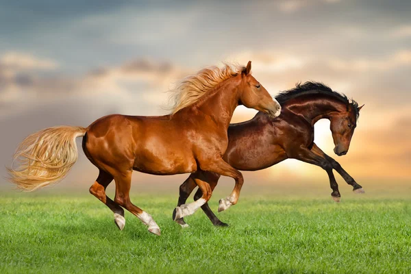 Duas corridas de cavalos — Fotografia de Stock