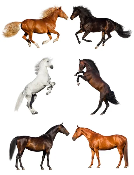 Caballos aislados en blanco — Foto de Stock