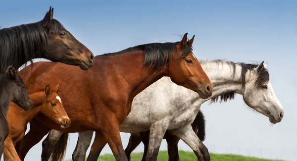 Paard met baby — Stockfoto