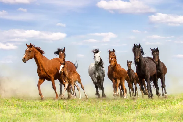 Horses run gallop — Stock Photo, Image