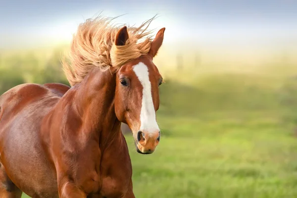 Horse portrait in motion — Stock Photo, Image