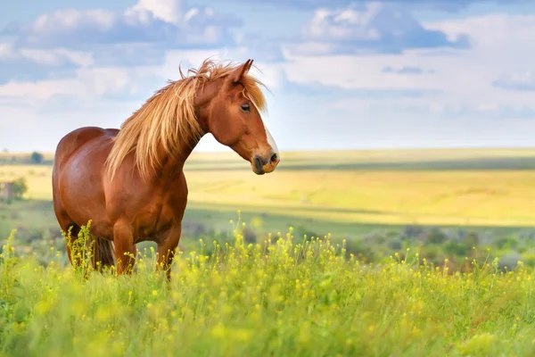 Caballo rojo en flores — Foto de Stock