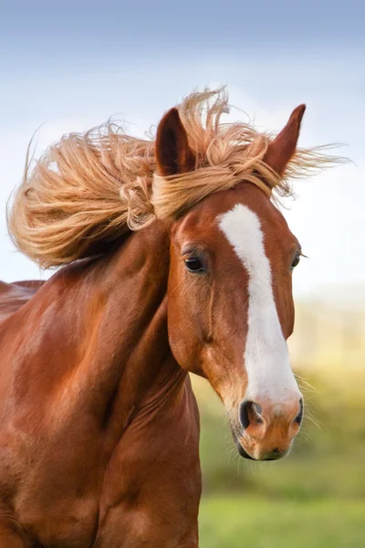 Horse portrait in motion — Stock Photo, Image