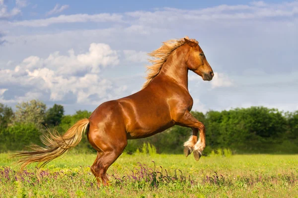 馬を育てる — ストック写真