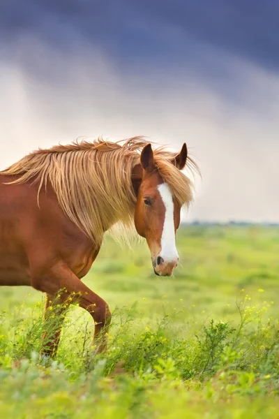 Caminata de caballo rojo — Foto de Stock