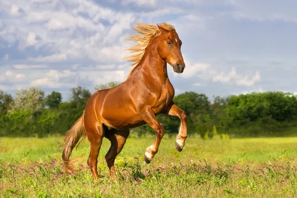 Horse rearing up — Stock Photo, Image