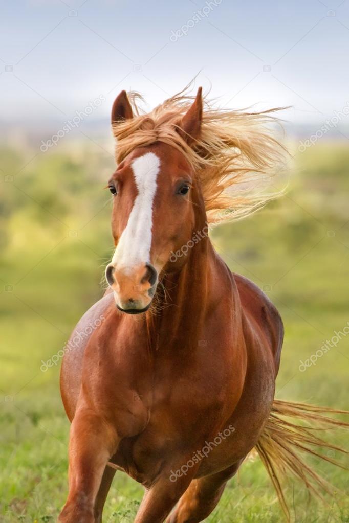 Retrato De Cavalo Da Frente Indo E Olhando Direto Para a Câmera Imagem de  Stock - Imagem de livre, cavalo: 227498407