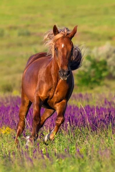 Cheval rouge en fleurs — Photo