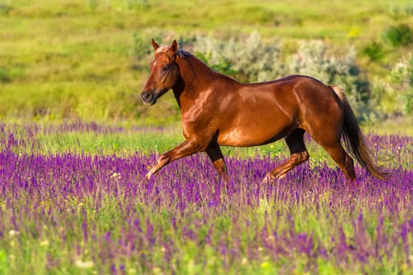 Red horse w kwiaty — Zdjęcie stockowe