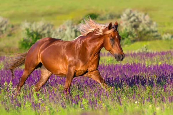 Red horse w kwiaty — Zdjęcie stockowe