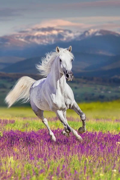 Horse run in flowers — Stock Photo, Image