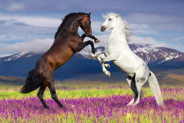 Two horse rearing up — Stock Photo, Image