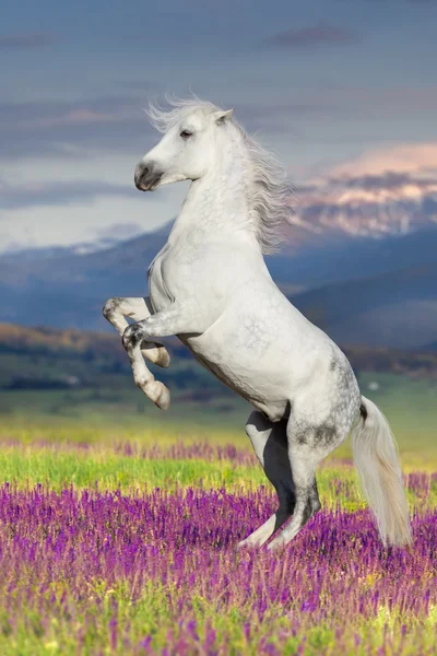 白い馬の飼育を花 — ストック写真