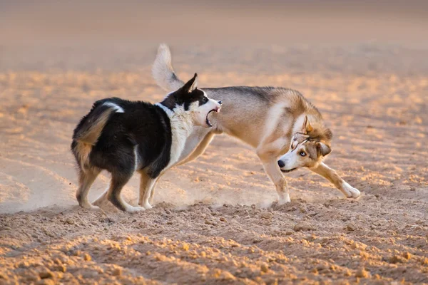 모래에 개 놀이 — 스톡 사진