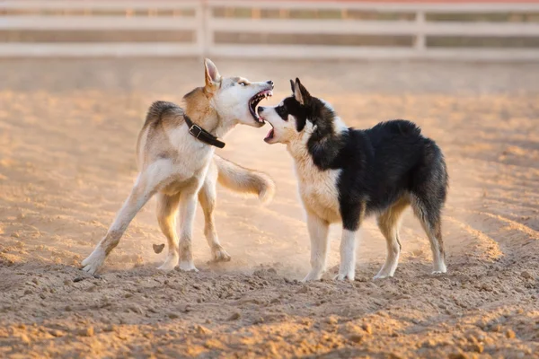 Kuma köpekler play — Stok fotoğraf