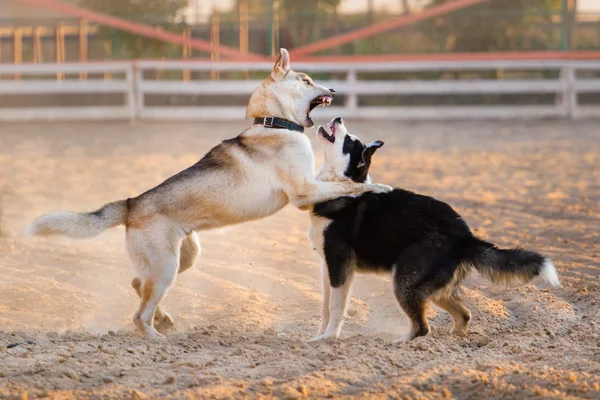 Собаки играют в песок — стоковое фото