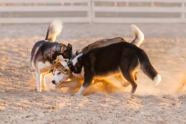 Собаки играют в песок — стоковое фото