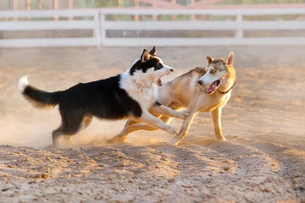 Cães brincam na areia — Fotografia de Stock