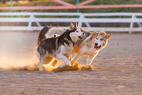 Dogs play in sand — Stock Photo, Image