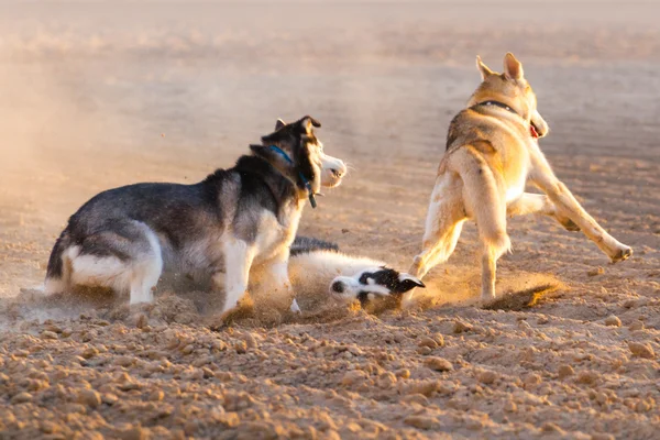 Cães brincam na areia — Fotografia de Stock