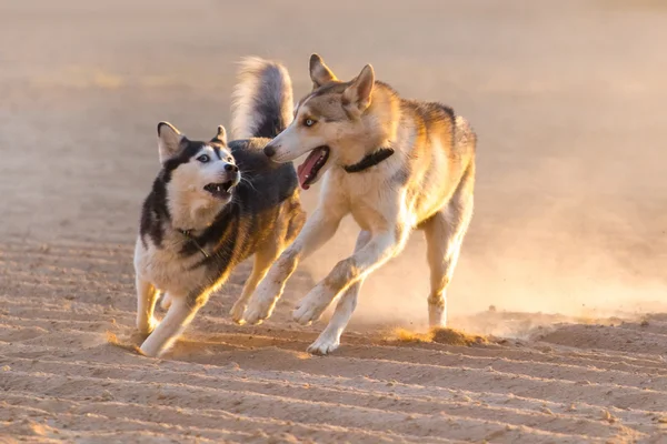 Cães brincam na areia — Fotografia de Stock