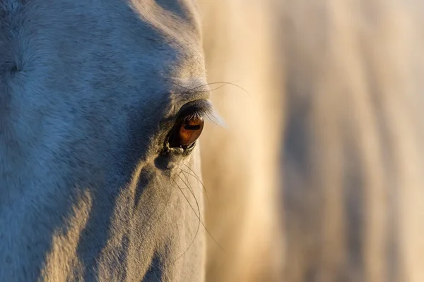 Olho de cavalo ao pôr-do-sol — Fotografia de Stock