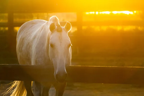Koně při západu slunce světla — Stock fotografie
