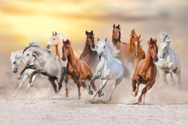 Horse herd run clipart