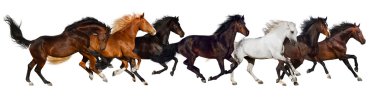 Horse herd isolated clipart