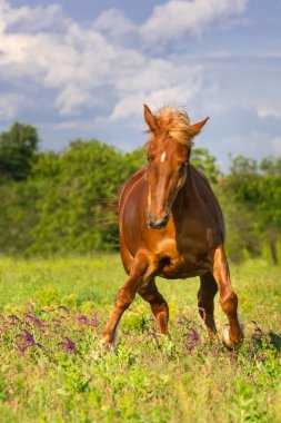 Kırmızı ATI hareket