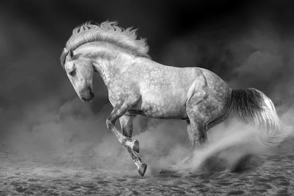 WHite horse in motion — Stock Photo, Image