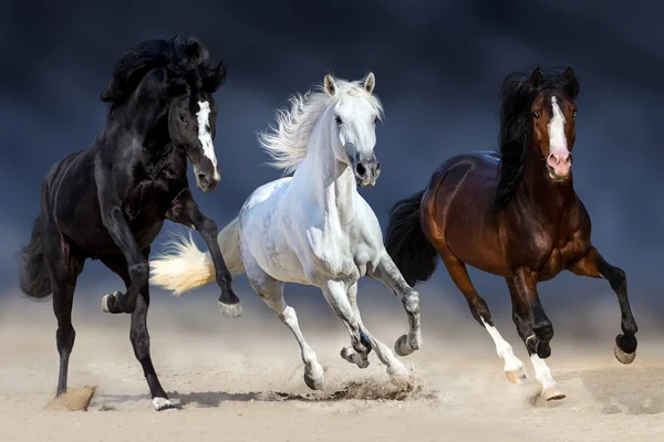 Лошадь быстро бегает — стоковое фото