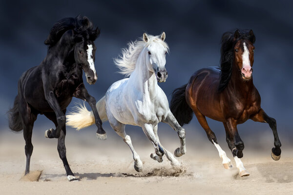 Horse run fast
