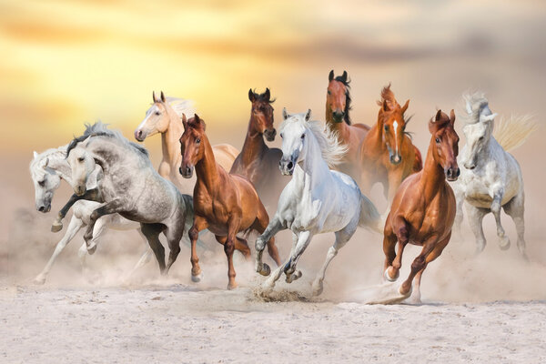 Horse herd run