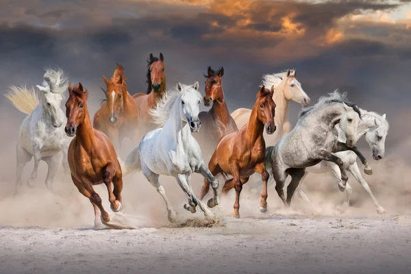 Stado koni uruchomić — Zdjęcie stockowe