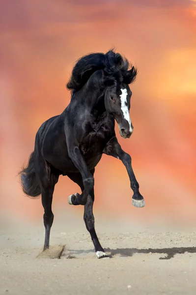 El semental corre rápido. — Foto de Stock