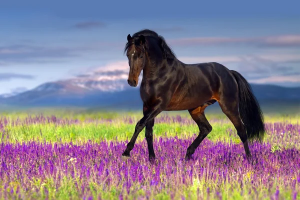 Koń w kwiaty — Zdjęcie stockowe