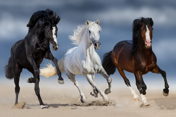 Horse herd run — Stock Photo, Image