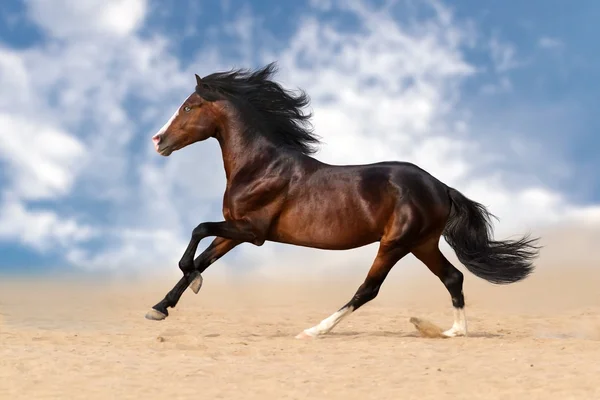 種牡馬の高速実行 — ストック写真