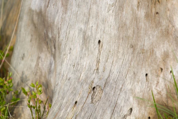 Old wood texture — Stock Photo, Image