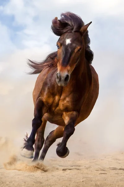 Ponny kör i damm — Stockfoto