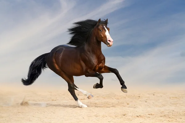 El semental corre rápido. — Foto de Stock