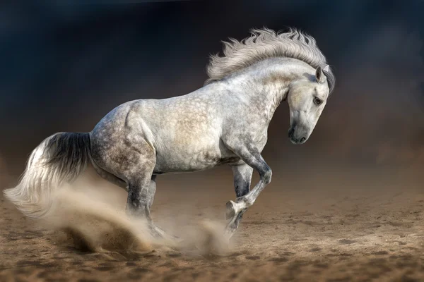 Білий кінь у русі — стокове фото