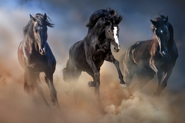 Horse run fast
