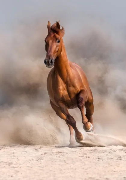 Hest i ørkenen – stockfoto