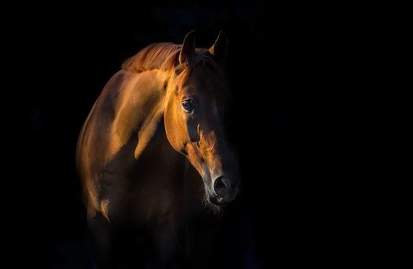 Flickan och hästen silhuette — Stockfoto